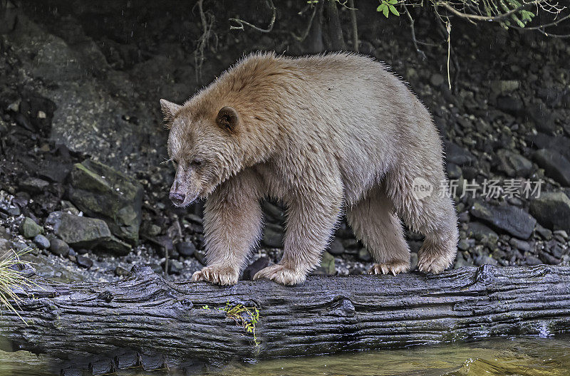 柯莫德熊(Ursus americanus kermodei)，也被称为“白灵熊”或“鬼熊”，是生活在不列颠哥伦比亚省中部海岸的美国黑熊的一个亚种。